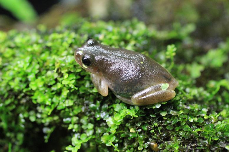 色変わりカエル、その後｜おもしろ飼育コラム一覧｜アクア・トト